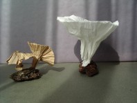 Mushroom