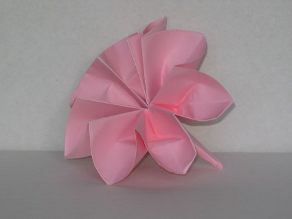 Carnation