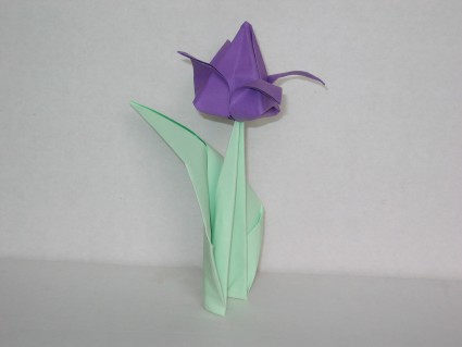 Tulip